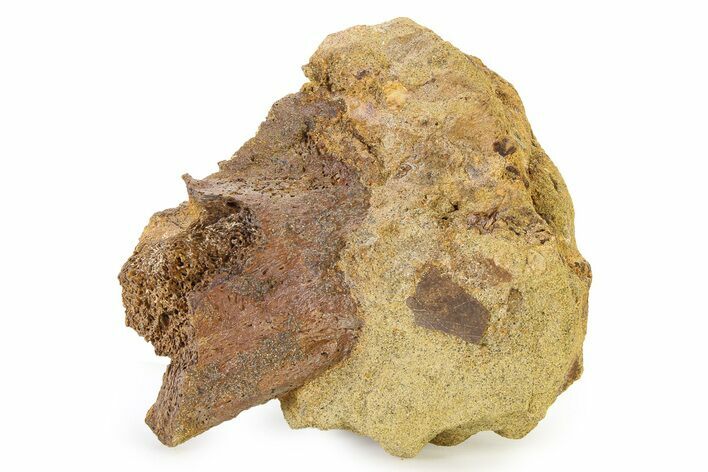 Fossil Dinosaur Bone & Turtle Shell in Sandstone - Wyoming #316897